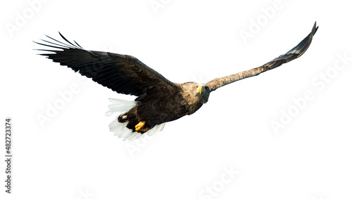 White-tailed eagle in flight. Front view. Isolated on White background. Scientific name: Haliaeetus albicilla, also known as ern, erne, gray eagle, Eurasian sea eagle and white-tailed sea-eagle