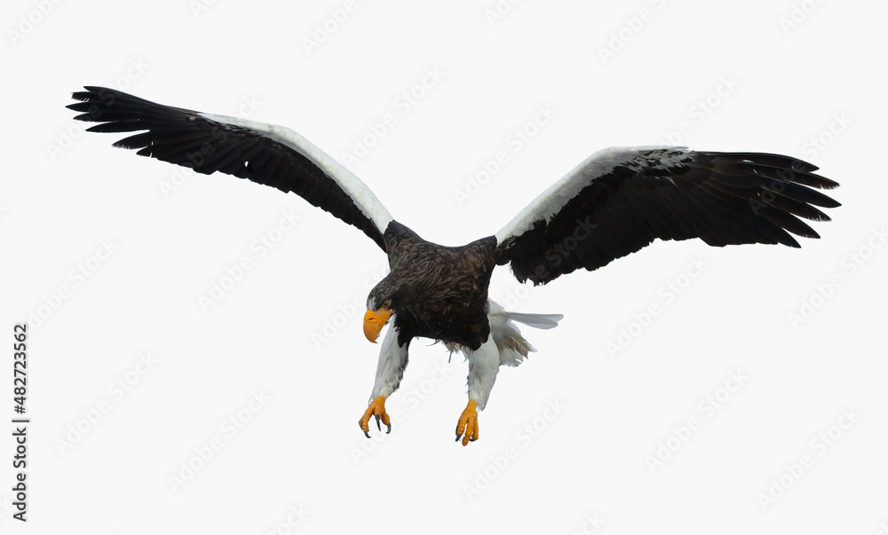Obraz premium Adult Steller's sea eagle in flight. Scientific name: Haliaeetus pelagicus. Isolated on white background.
