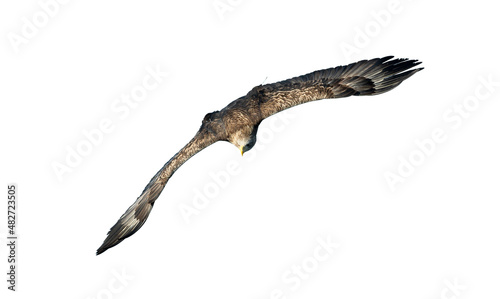 White-tailed eagle in flight. Front view. Isolated on White background. Scientific name: Haliaeetus albicilla, also known as ern, erne, gray eagle, Eurasian sea eagle and white-tailed sea-eagle