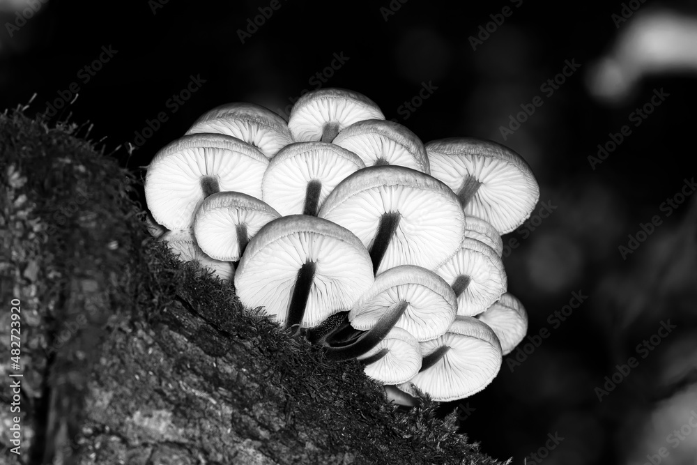 Armillaria mellea or honey fungus growing on a tree trunk in the forest among moss, bottom view, macro