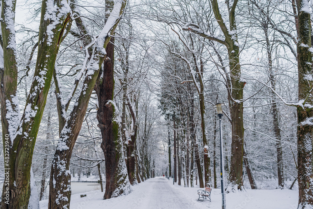 Fototapeta premium Winter Landscape. Tree Covered with Snow in Winter.