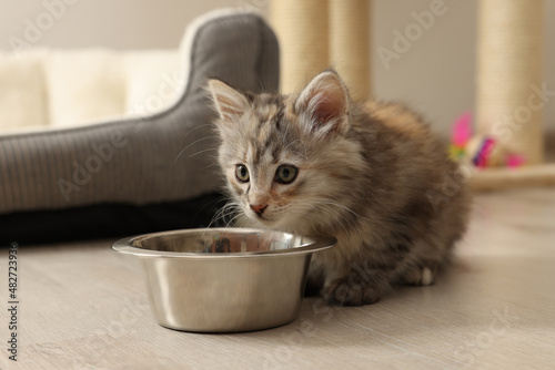 Fototapeta Naklejka Na Ścianę i Meble -  Cute fluffy kitten near feeding bowl at home