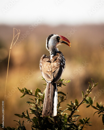 Rear view of the Tanzanian red-billed hornbill bird. photo