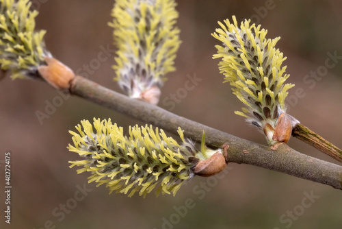 Weibliche Blüten der Korb-Weide (Salix viminalis), Weidenkätzchen. Weiden sind zweihäusig, d. h. die Blüten einer Pflanze sind entweder alle männlich oder alle weiblich. photo