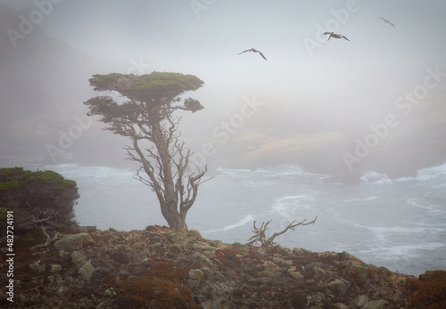 A Monterey Cypress stands tall in its naturally foggy surroundings, as birds fly by, Monterey, California, USA photo