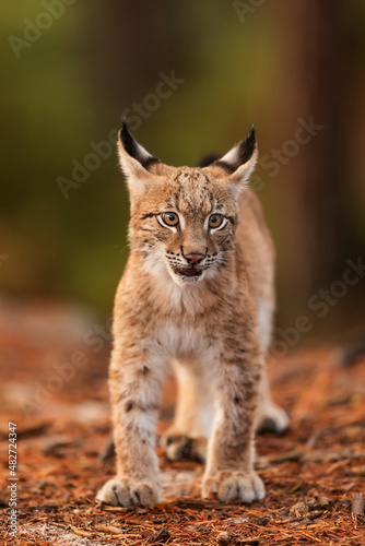 cub Eurasian lynx (Lynx lynx) portrait close up