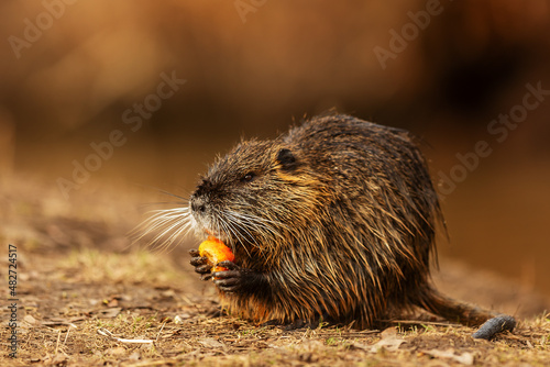 young muskrat (Ondatra zibethicus) found something to eat on the shore photo