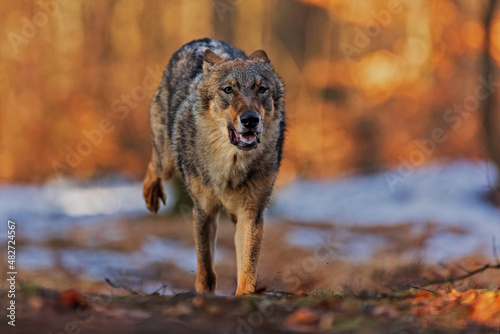 male Eurasian wolf (Canis lupus lupus) running away from the forest with a colorful background