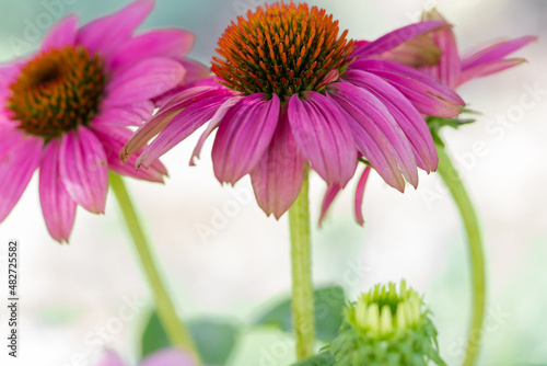 Horizontal banner of two Pale pink coneflower  echinacea purpurea  slender petals on a light background. 