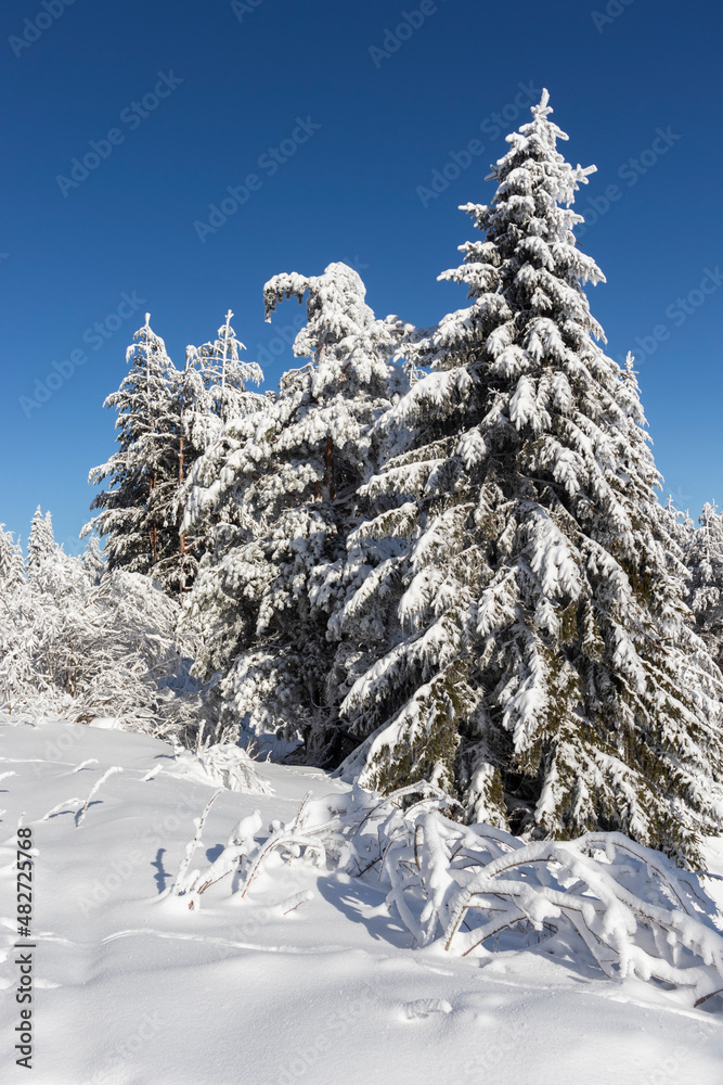 Winter landscape of Vitosha Mountain, Bulgaria Winter landscape of Vitosha Mountain, Bulgaria