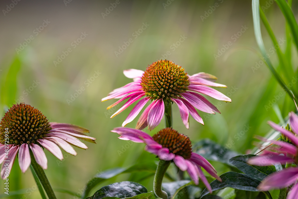 Closeup of Purple coneflowers, echinacea purpurea, with honey bees photographed in a midwest garden with a bokeh background of ornamental grasses. 