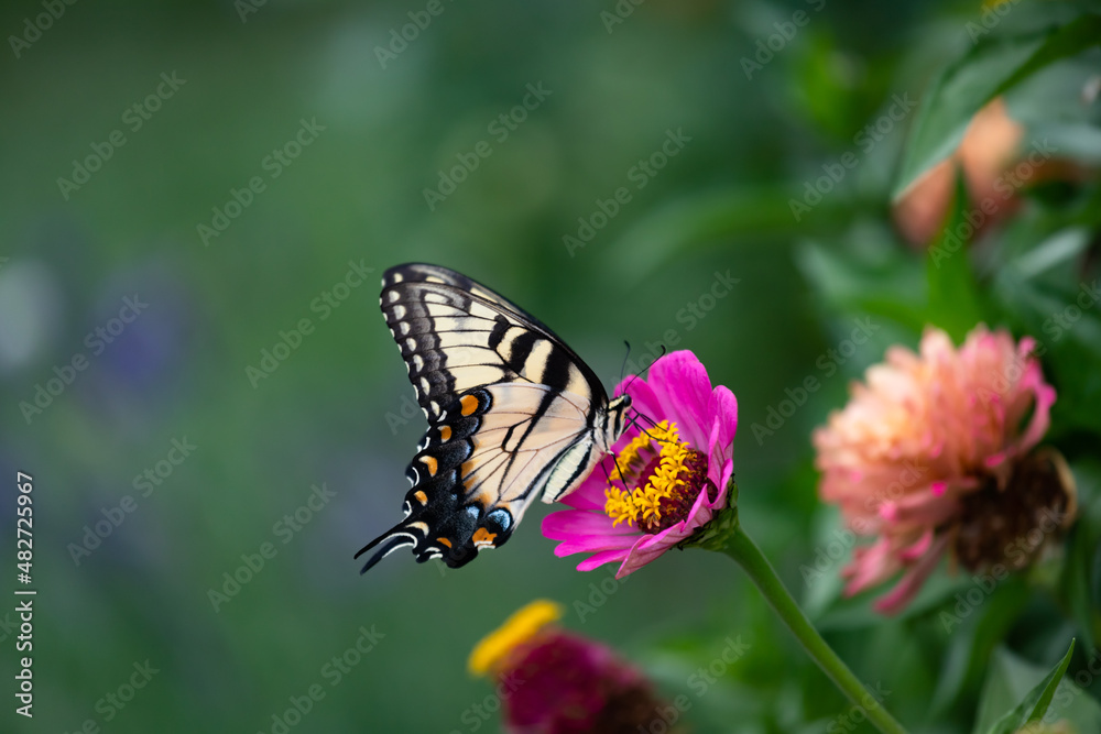 Macro of a Eastern tiger swallowtail Butterfly alighting on an zinnia n a cottage garden in Chicago