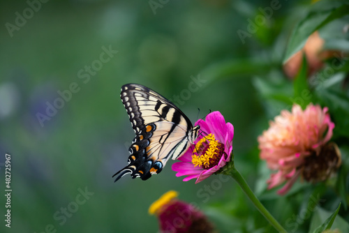 Macro of a Eastern tiger swallowtail Butterfly alighting on an zinnia n a cottage garden in Chicago
