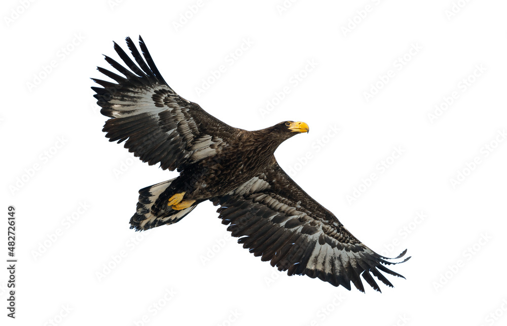 Juvenile Steller's sea eagle in flight . Scientific name: Haliaeetus pelagicus. Isolated on white. White background. Juvenile Steller's sea eagle in flight . Scientific name: Haliaeetus pelagicus. Isolated on white. White background.