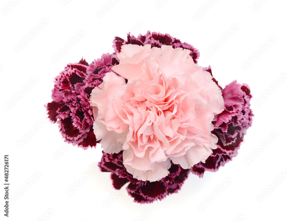 Stack Carnation flowers on white background Stack Carnation flowers on white background