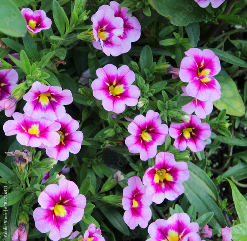 Colorful petunia flowers in the garden in Spring time. Shallow depth of field