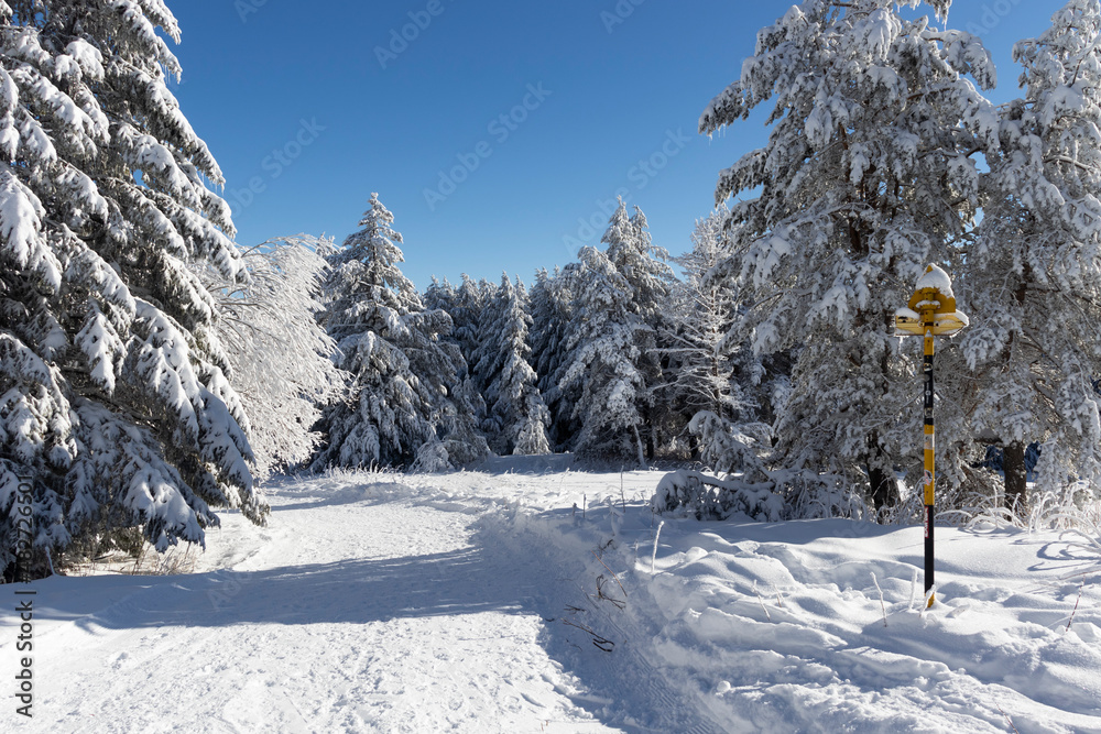 Winter landscape of Vitosha Mountain, Bulgaria Winter landscape of Vitosha Mountain, Bulgaria