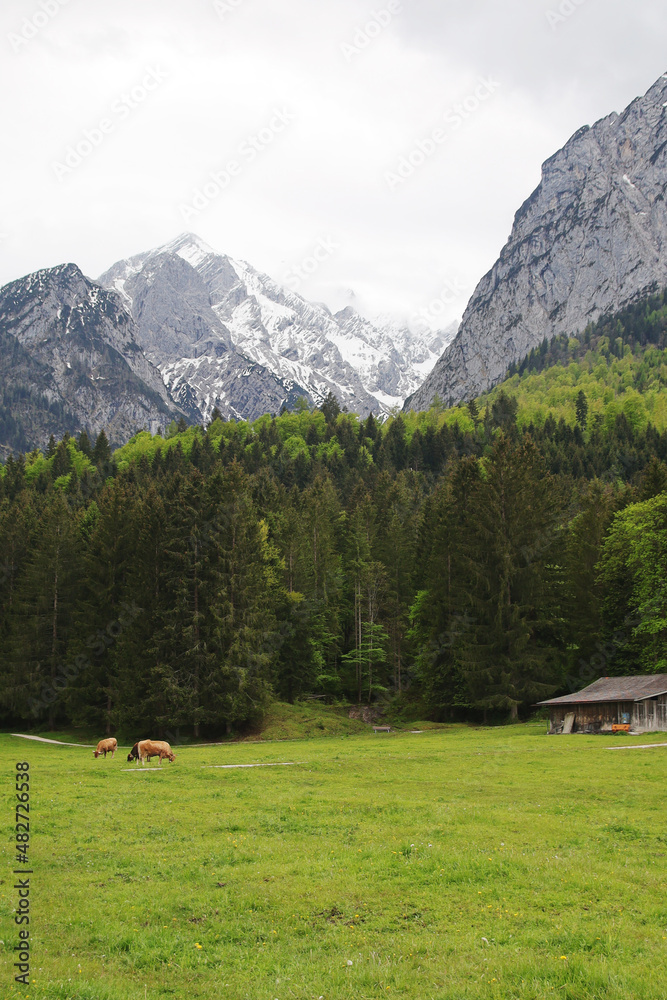 Cows in Zugspitze valley, Garmisch-Partenkirchen, Germany	