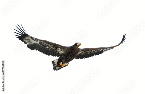 Juvenile Steller's sea eagle in flight . Scientific name: Haliaeetus pelagicus. Isolated on white. White  background.