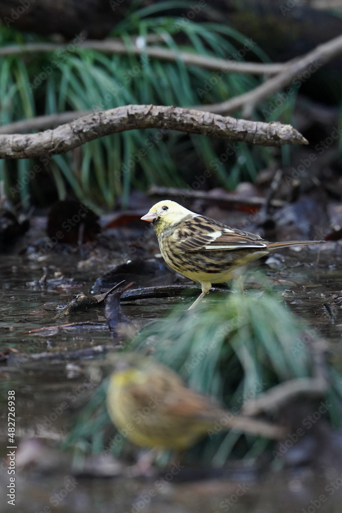 black faced bunting in the forest garden black faced bunting in the forest garden