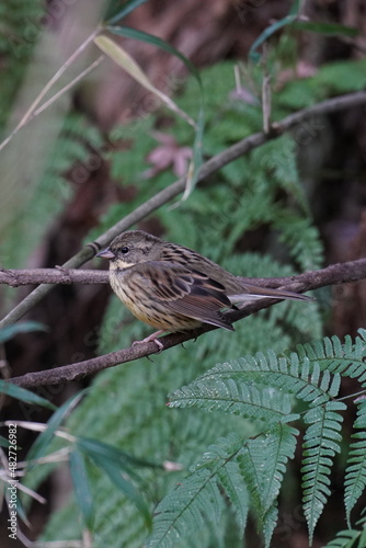 black faced bunting in the forest garden