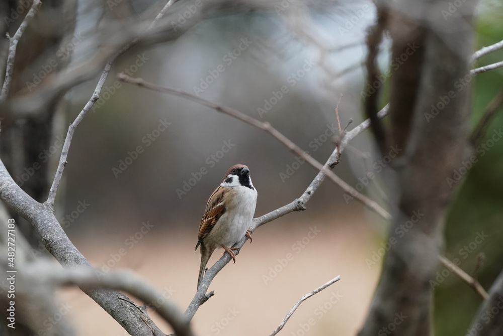 sparrow in the forest sparrow in the forest