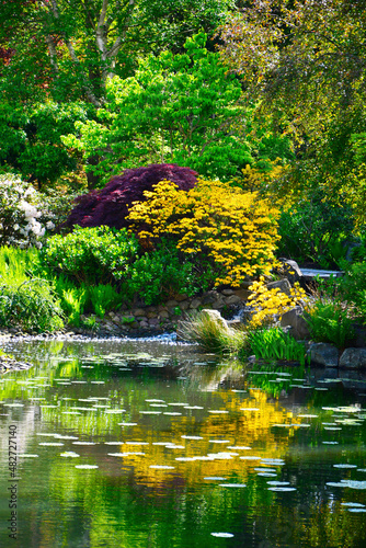 ogród japoński, kwitnące różaneczniki i azalie, ogród japoński nad wodą, japanese garden, blooming rhododendrons and azaleas, Rhododendron	