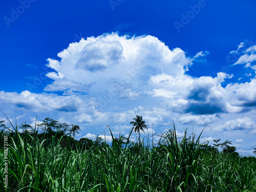 Fotografie Landscape beautiful clouds and blue sky over ricefield.