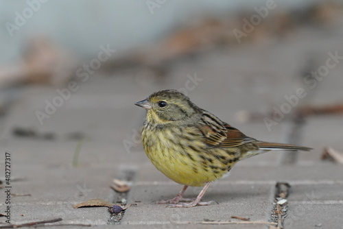 black faced bunting in the forest garden