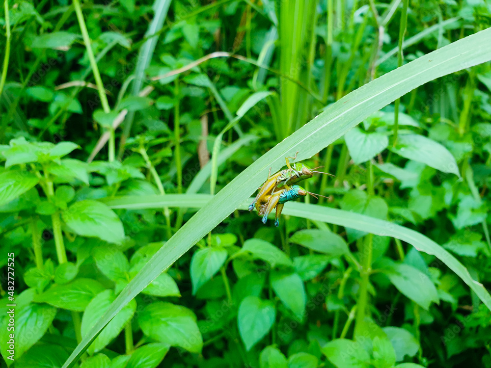 Male and female green grasshopper mating on a green leaf, Locust, insect, animal. Male and female green grasshopper mating on a green leaf, Locust, insect, animal.
