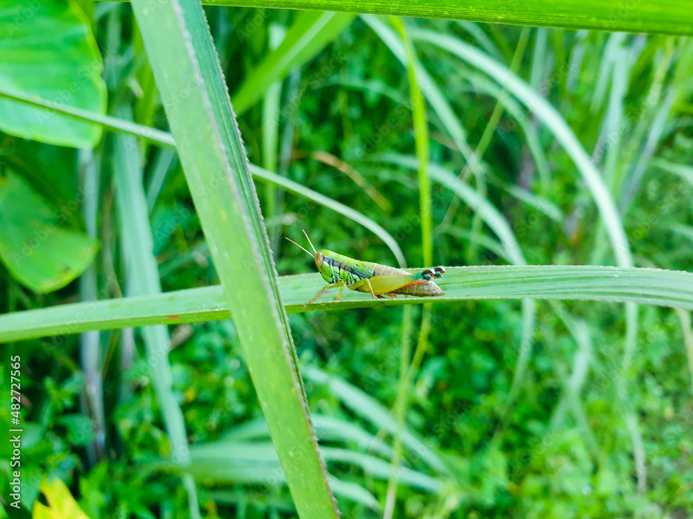 A green grasshopper is sitting on a green leaf. Grasshopper in nature.