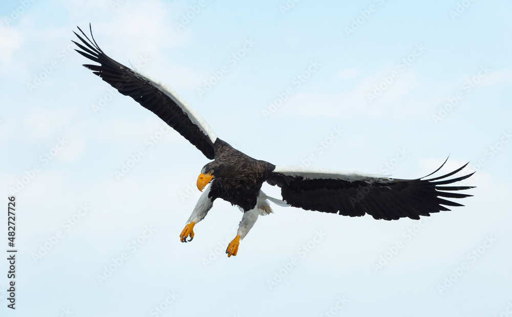 Naklejka premium Adult Steller's sea eagle landed. Scientific name: Haliaeetus pelagicus. Blue sky and ocean background. Winter Season.