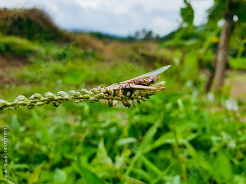 Grasshopper is sitting on a green leaf. Grasshopper in nature © Muhammad