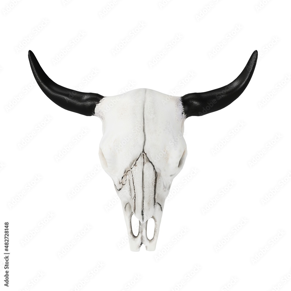 Fototapeta premium Bull Skull