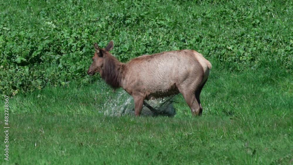 Elk Splashing in the Water Elk Splashing in the Water