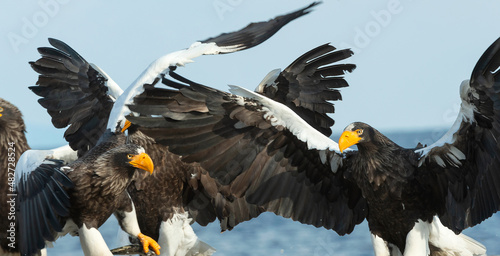 Steller s sea eagles. Blue sky and ocean background. Scientific name  Haliaeetus pelagicus. Natural Habitat. Winter Season.