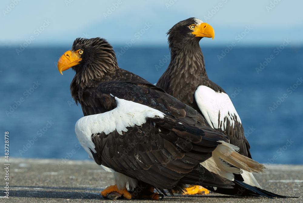 Fototapeta premium Steller's sea eagles. Blue sky and ocean background. Scientific name: Haliaeetus pelagicus. Natural Habitat. Winter Season.