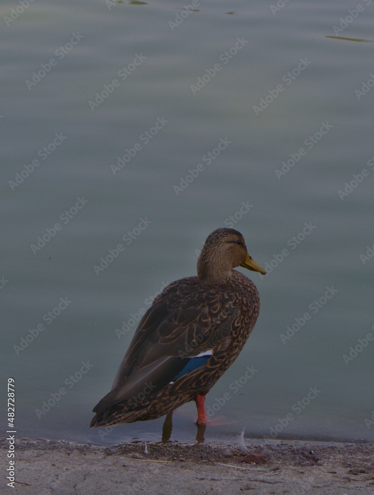 Pato Pato