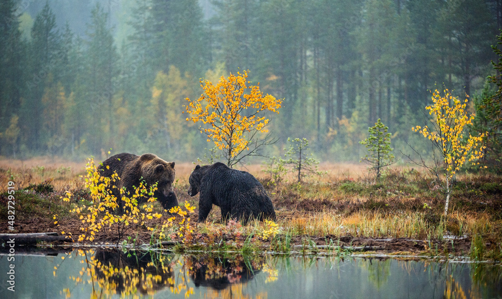 Two bears fighting on the bog in the autumn forest. Adult Big Brown Bears. Scientific name: Ursus arctos. Natural habitat, autumn season. Two bears fighting on the bog in the autumn forest. Adult Big Brown Bears. Scientific name: Ursus arctos. Natural habitat, autumn season.
