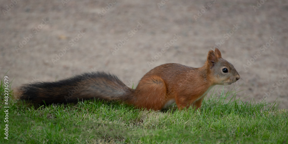 funny squirrel on a green funny squirrel on a green