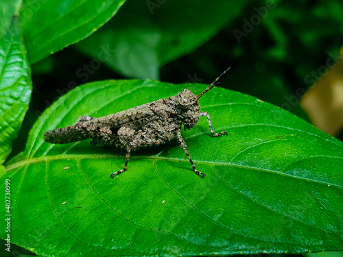 bug on a green leaf © Muhammad
