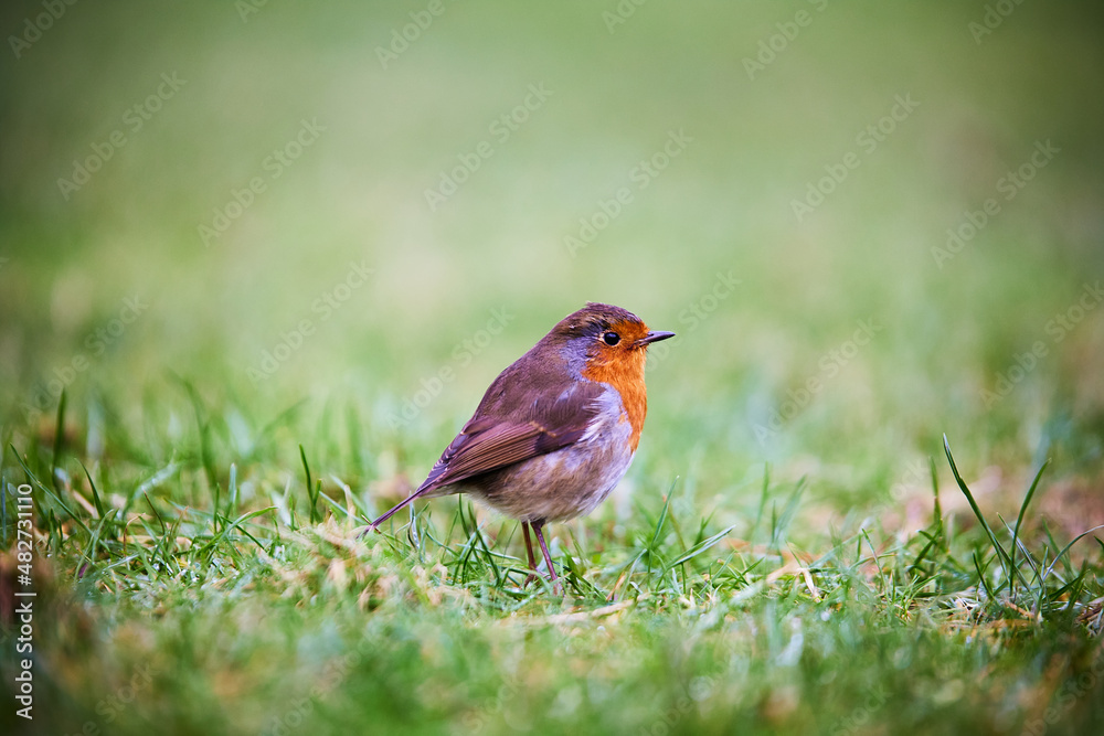 european robin perched (Erithacus Rubecula) bird wildflife european robin perched (Erithacus Rubecula) bird wildflife