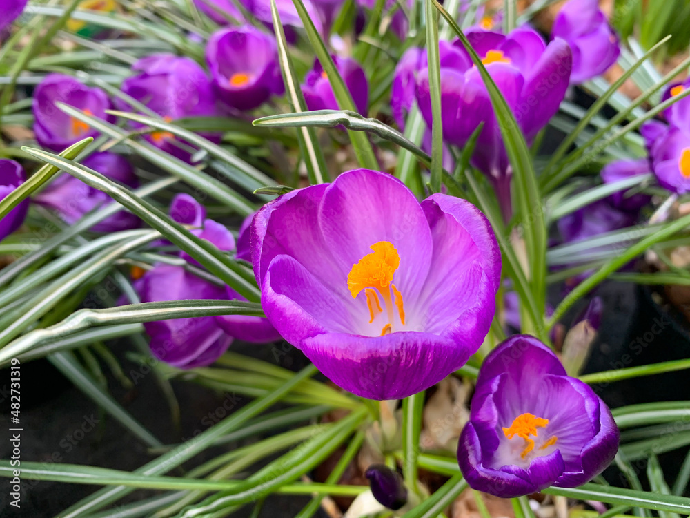 Ornamental plant Saffron (Latin Crocus) Ornamental plant Saffron (Latin Crocus)