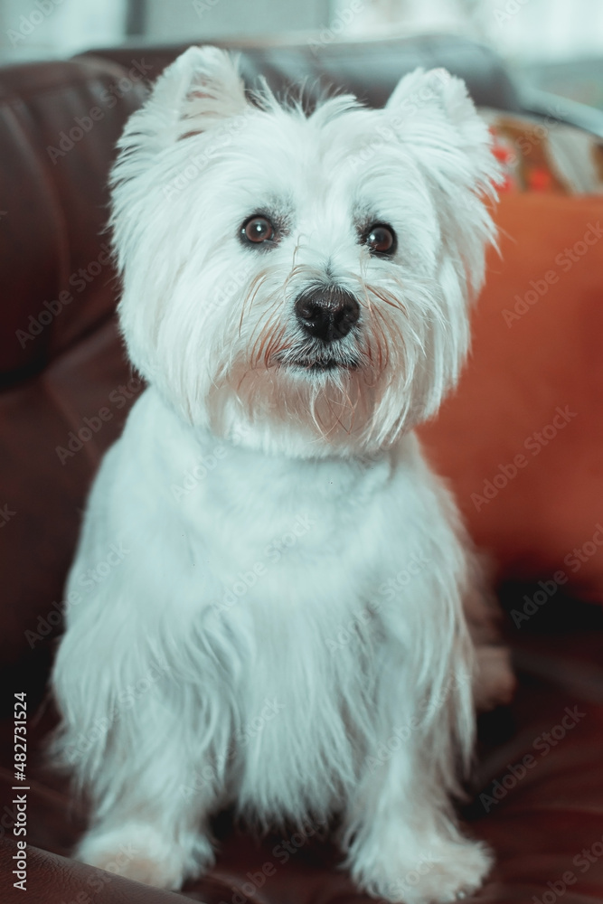 domestic West Highland white terrier at home domestic West Highland white terrier at home
