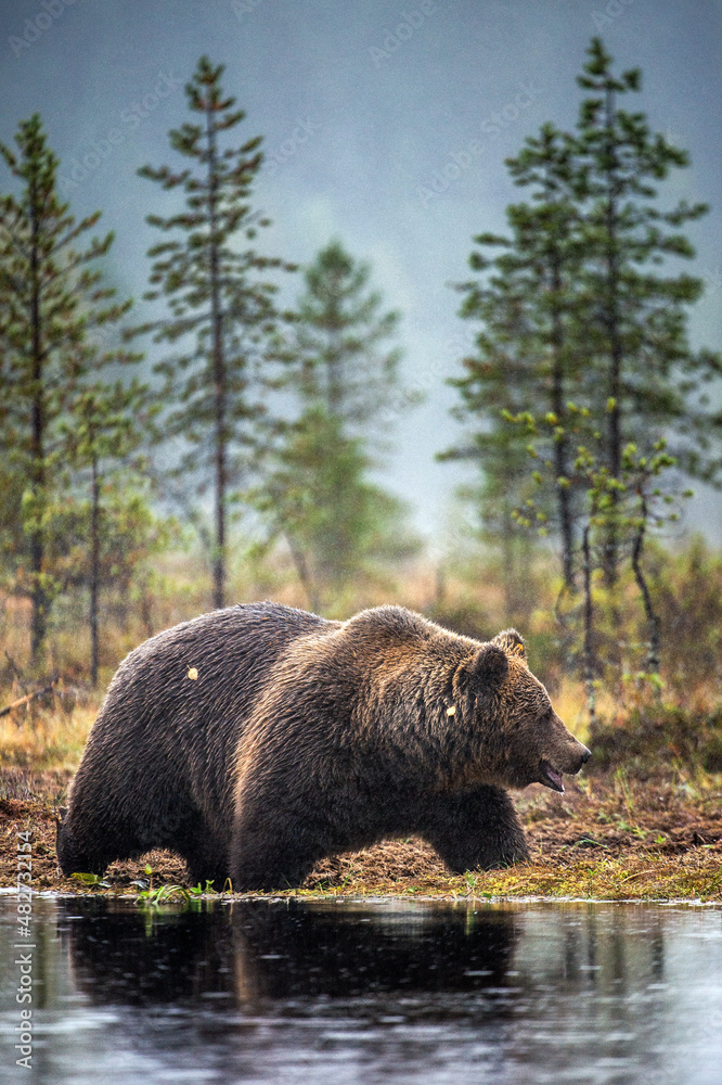 A brown bear in the fog on the bog. Adult Big Brown Bear Male. Scientific name: Ursus arctos. Natural habitat, autumn season A brown bear in the fog on the bog. Adult Big Brown Bear Male. Scientific name: Ursus arctos. Natural habitat, autumn season