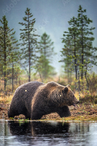 A brown bear in the fog on the bog. Adult Big Brown Bear Male. Scientific name: Ursus arctos. Natural habitat, autumn season