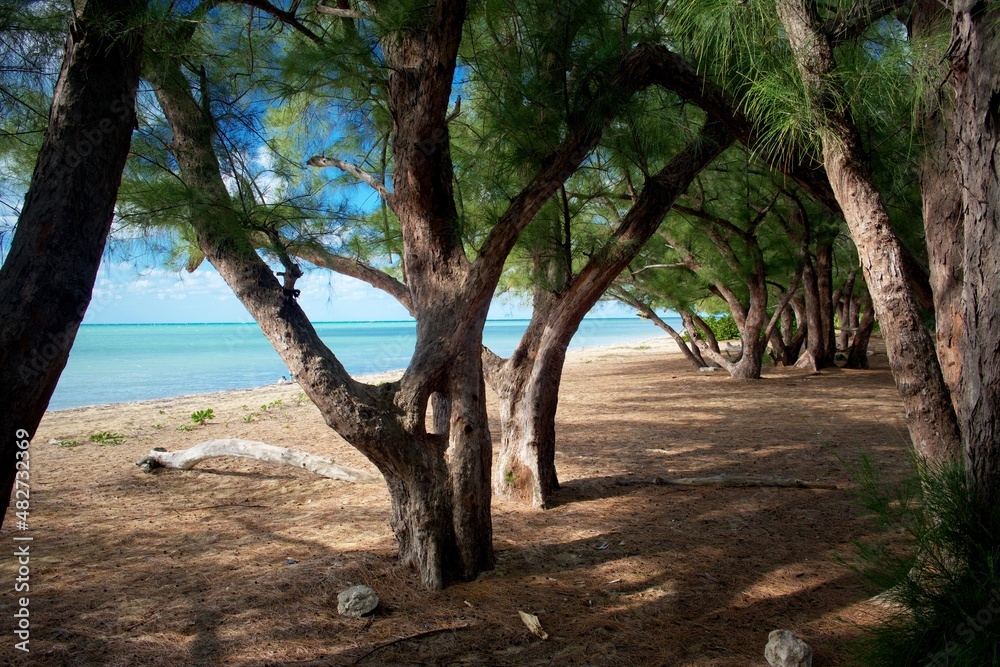 Forest at the beach