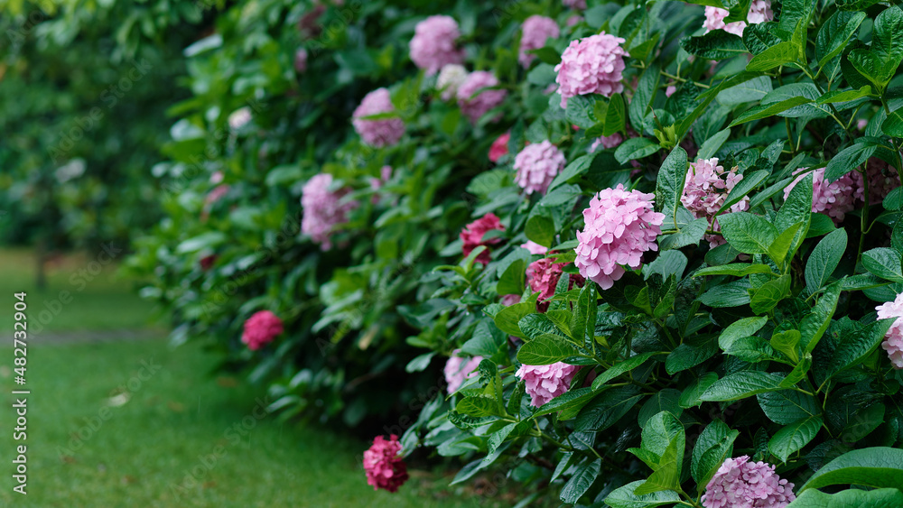 Summer flowers series, group of pink Hydrangea flowers in rainy day in garden.