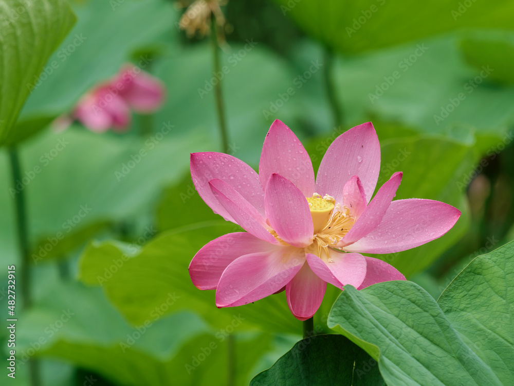 Summer flowers series, beautiful pink lotus flower in raining, close up image. Summer flowers series, beautiful pink lotus flower in raining, close up image.