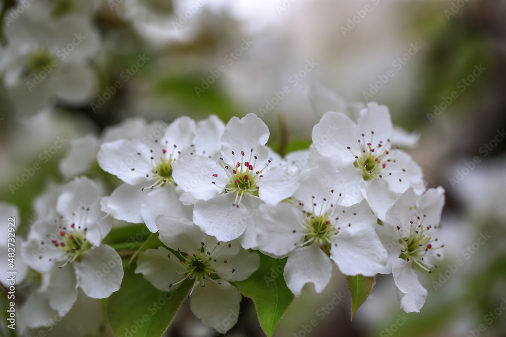 The pear blossoms are in full bloom in the orchard